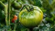 Unripe tomato found in a tomato plantation on a rural farm