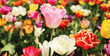 Field with varitey different colorful blooming tulip flowers (Focus on pink flower in center - curly fringed sue, tulipa hybrida)