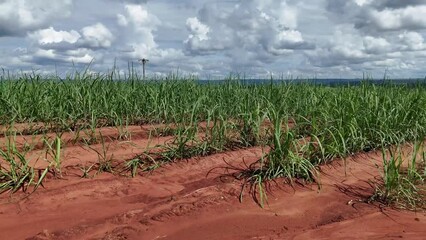 Poster - field sugar cane cultivation