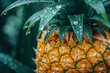 Close-up of a ripe pineapple with water droplets on vibrant green leaves.