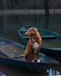 Toller dog aboard a boat, nestled among quiet waters. The Nova Scotia Duck Tolling Retriever rests within a moored rowboat