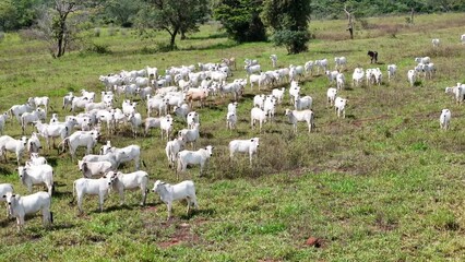 Wall Mural - field pasture area with white cows grazing