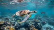 A critically endangered hawksbill sea turtle (Eretmochelys imbricata) glides over a reef off the island of Yap; Pacific Ocean, Yap, Micronesia, 8k  