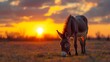 A donkey grazzing in the meadow at sunset hd 8k wallpaper  