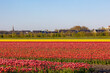 Row or line of colourful tulips field in countryside farm with warm sunlight in morning, Tulips are plants of the genus Tulipa, Spring-blooming perennial herbaceous bulbiferous geophytes, Netherlands.