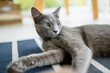 Young playful Russian Blue cat relaxing by the window. Gorgeous blue-gray cat with green eyes.