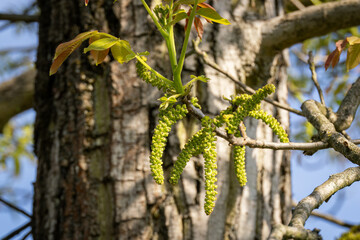 Sticker - Walnut flowers on a tree.