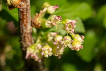 Poster - Close-up of blackcurrant flower and green leaves.