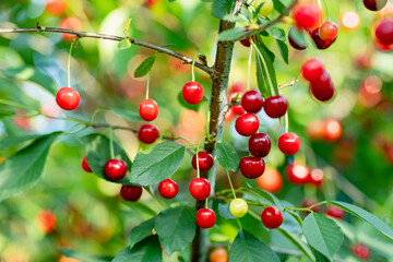 Wall Mural - Ripening cherry fruits hanging on a cherry tree branch. Harvesting berries in cherry orchard on summer day.