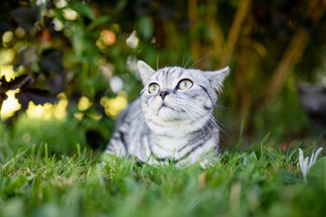 Wall Mural - Young playful British shorthair silver tabby cat relaxing in the backyard. Gorgeous blue-gray cat with yellow eyes having fun outdoors in a garden or a back yard.