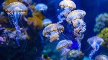 Visualize The Serene Beauty Of Jellyfish Gracefully Swimming In An Aquarium, Their Translucent Bodies Gently Pulsating As They Glide Through The Water. 
