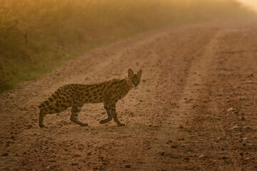 Serval cat in morning light, Maasai Mara, Kenya