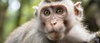 Closeup of a Rhesus macaque primate with fawn fur looking at the camera