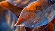 Frosty Autumn Leaf