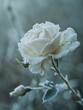 Delicate Frost-Kissed Rose