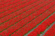 Aerial view of red tulips field in countryside farm, Above view of row or line flowers, Tulips are plants of the genus Tulipa, Spring-blooming perennial herbaceous bulbiferous geophytes, Netherlands.