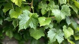 Fototapeta Zachód słońca - Fresh Green Leaves Adorning Grapevine in the Yard