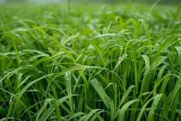 Wall Mural - Perennial Ryegrass Lolium Perrenne Golden Prairie: A Flourishing Field of Tall Grass Glowing under the Sun's Brilliance.