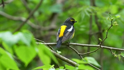 Wall Mural - narcissus flycatcher in a forest