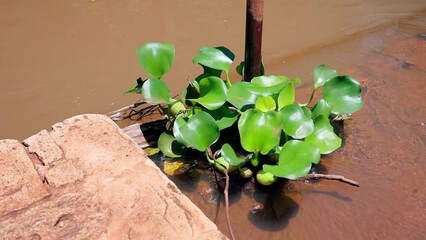 Wall Mural - Water Aquatic Plant on a canal