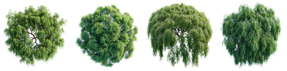 Wall Mural - Weeping Willow Trees Top View Drone Shoot Hyperrealistic Highly Detailed Isolated On Transparent Background Png File