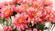 Artificial Pink Chrysanthemum Flowers for Home and Building Decor An Overview