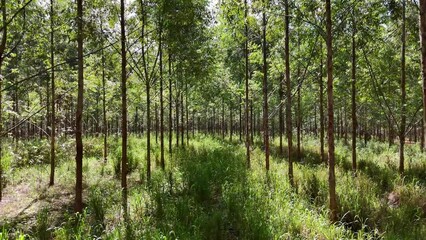 Wall Mural - cultivation of eucalyptus trees