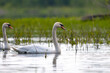 swan on the river