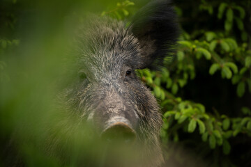 Wall Mural - Wild sow in the spring forest. Wild boar with small piglets. European wildlife in the forest.