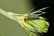 False blister beetle (Heliocis repanda) insect on flower bud, nature Springtime pest control agriculture.	