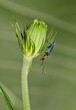 False blister beetle (Heliocis repanda) insect on flower bud, nature Springtime pest control agriculture.