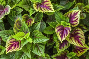 the coleus barbatus plant lives in tropical areas. the green leaves and tropical growth called coleu