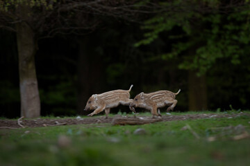Wall Mural - Wild sow in the spring forest. Wild boar with small piglets. European wildlife in the forest.