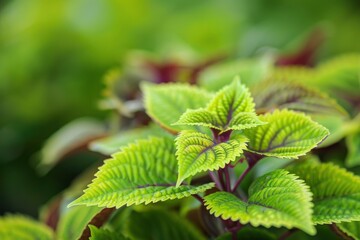 The coleus barbatus plant lives in tropical areas. the green leaves and tropical growth called coleus barbatus live in tropical areas - generative ai