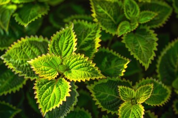 The coleus barbatus plant lives in tropical areas. the green leaves and tropical growth called coleus barbatus live in tropical areas - generative ai