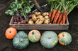 Autumn vegetables harvest of fresh raw carrot, beetroot, pumpkin and potato in wooden box on soil in garden. Harvesting organic fall vegetable