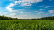 Green field and beautiful blue sky with spring clouds background