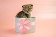  Kitten in a gift box.Adorable pet inside a gift box.Scottish fold kitten. kitten nestled in a gift box, adorned with a bow, against a pink backdrop. Striped fluffy kitten in a gray box.