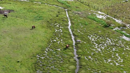 Canvas Print - horses in a field pasture area