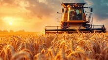 Combine Harvester Harvests Ripe Wheat. Ripe Ears Of Gold Field On The Sunset Cloudy Orange Sky Background. . Concept Of A Rich Harvest.