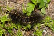 Salt marsh moth caterpillar (Estigmene acrea) insect eating plants, fuzzy nature Springtime pest control.