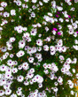 White daisy flowers in the garden. Top view. Nature background.