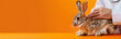 Rabbit chiropractic session web banner. Rabbit being assessed by animal chiropractor on orange background.