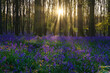 Beautiful spring sunrise in a woodland forest with Bluebell carpet