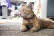 Orange cat lying on concrete floor. Selective focus with shallow depth of field.