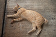Orange cat lying on concrete floor. Selective focus with shallow depth of field.
