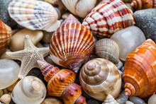 Colorful Seashells And Starfish On The Beach, Closeup, Macro