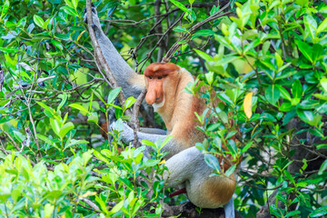 Wall Mural - proboscis monkey or nasalis larvatus