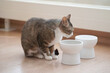 © SAKULABORATORY  - 猫の食事