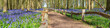 Beautiful spring panorama in a woodland forest with Bluebell carpet